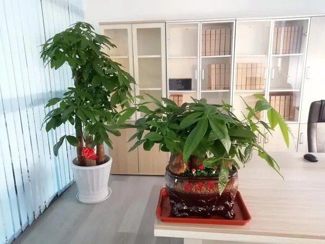 植物鲜花销售