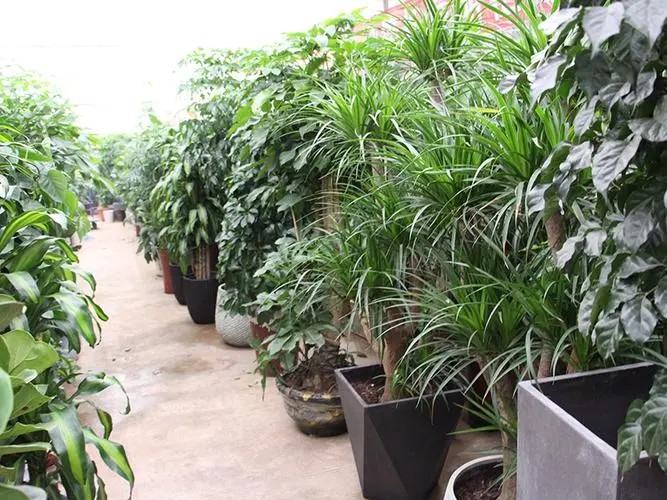 自有绿植基地
