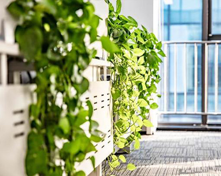 写字楼绿植租摆要求和办公司绿植租赁的建议