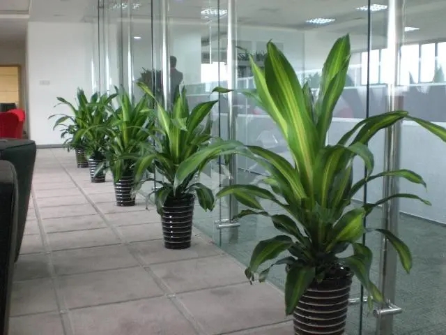 写字楼绿植租摆要求和办公司绿植租赁的建议